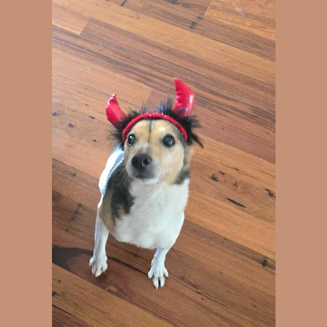 Photo of Milo