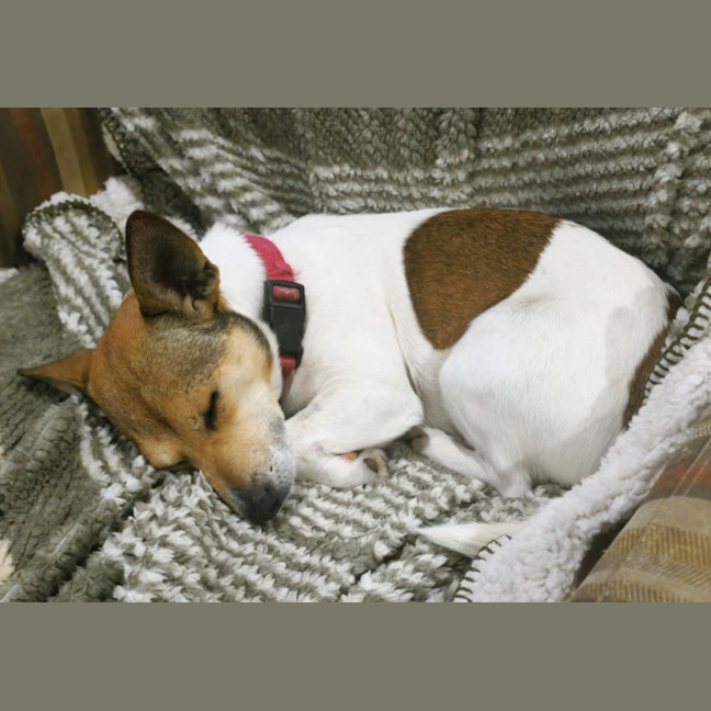 Photo of Tj   4 Year Old Jack Russell