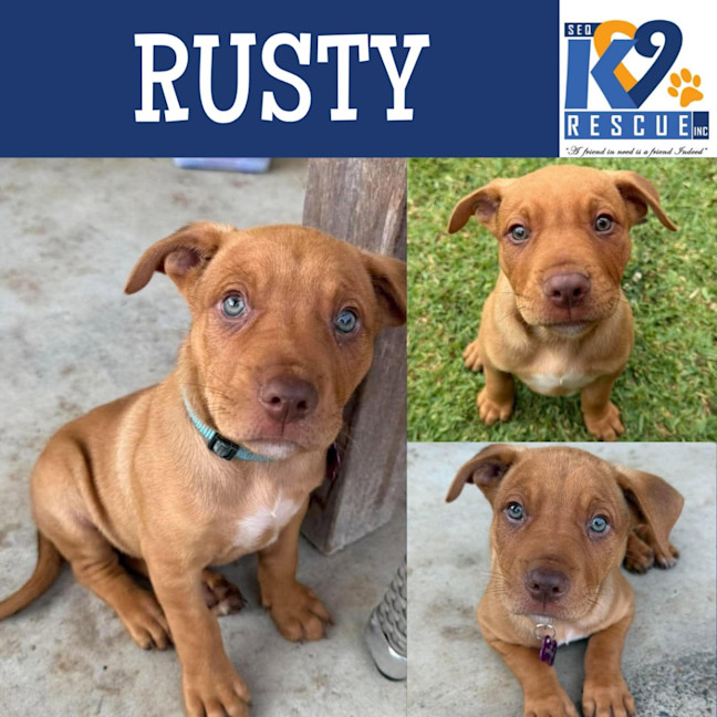 Photo of Rusty
