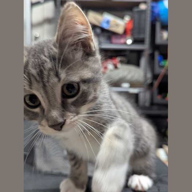 Photo of Mittens Clowder