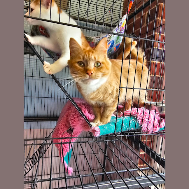 Photo of Starfish 🌟 