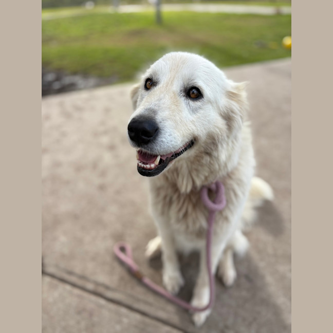 Photo of Willow