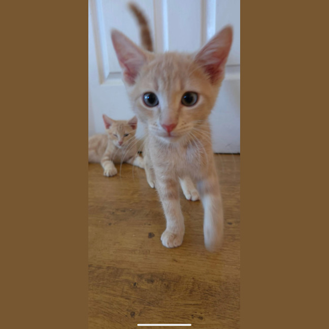 Photo of Mufasa