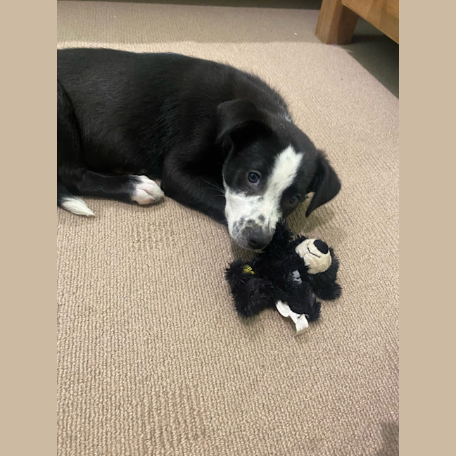 Photo of Olive 