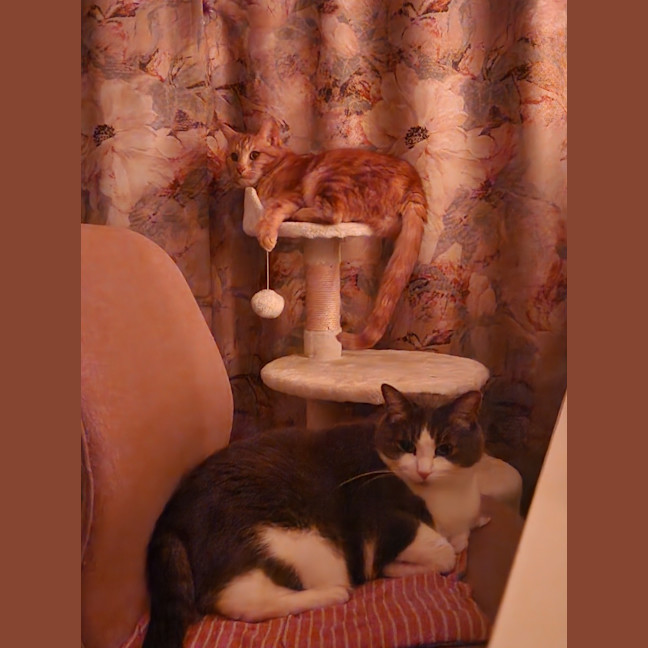 Photo of Theo & Ronnie