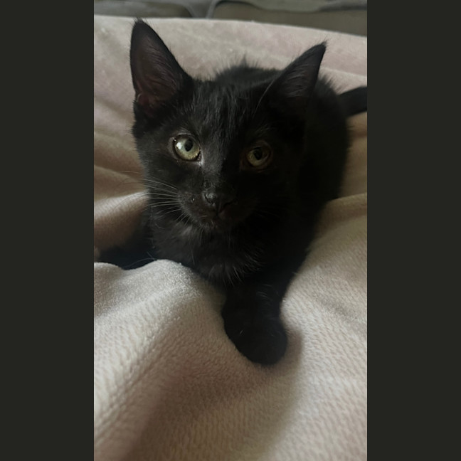 Photo of Luna