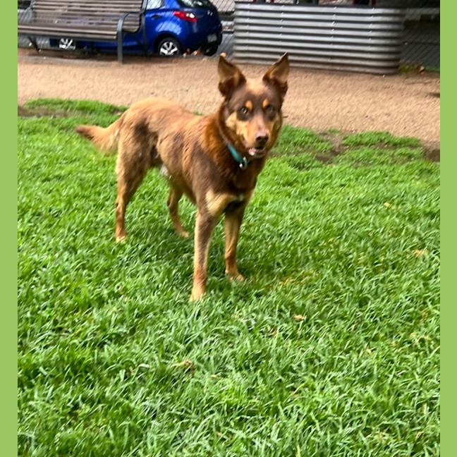 Photo of Gus