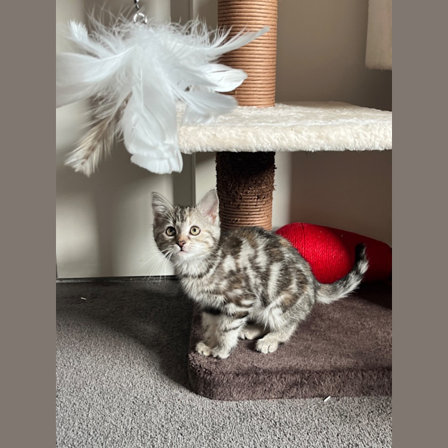 Photo of Sage