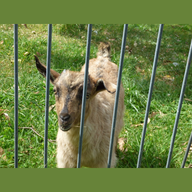 Photo of Cappuccino/Nessi 