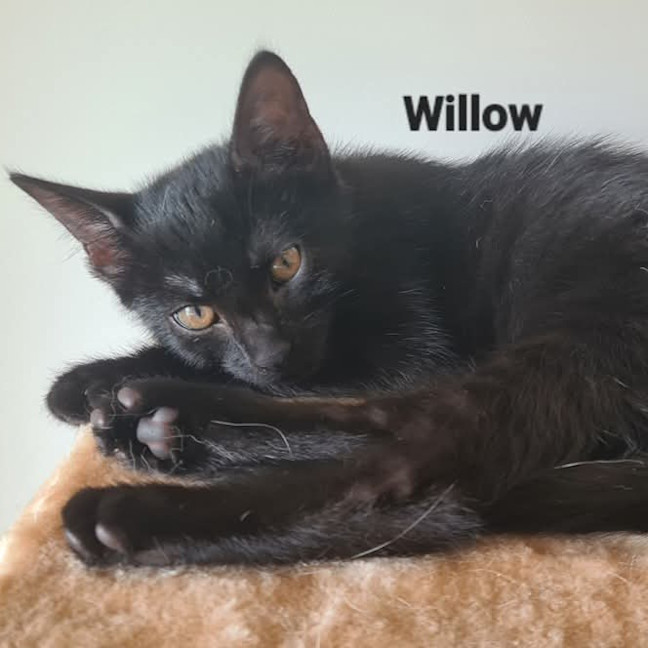 Photo of Willow