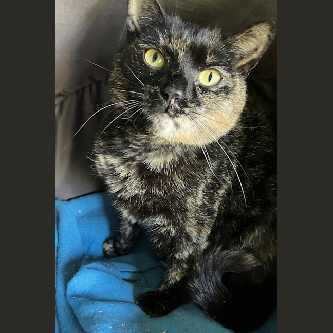 Photo of Peggy (Miss Pippy)