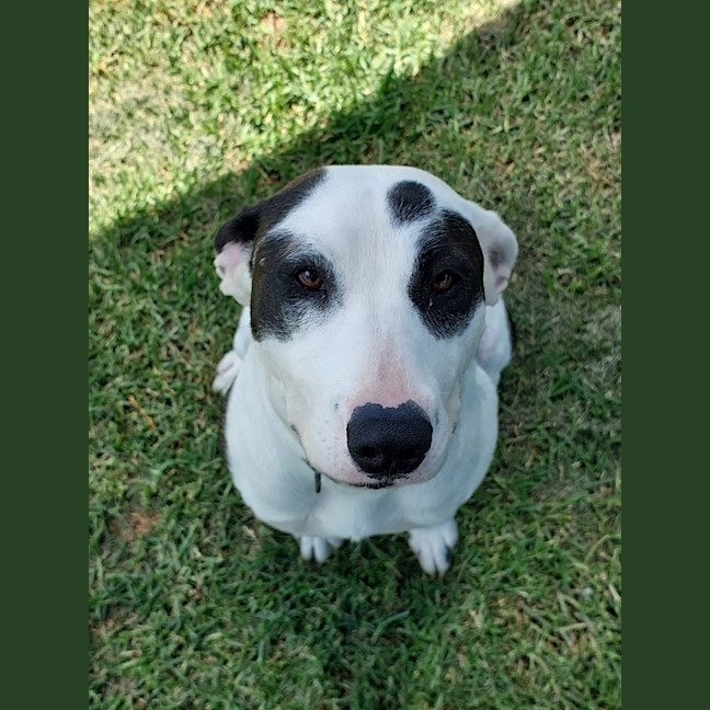 Photo of Pepper