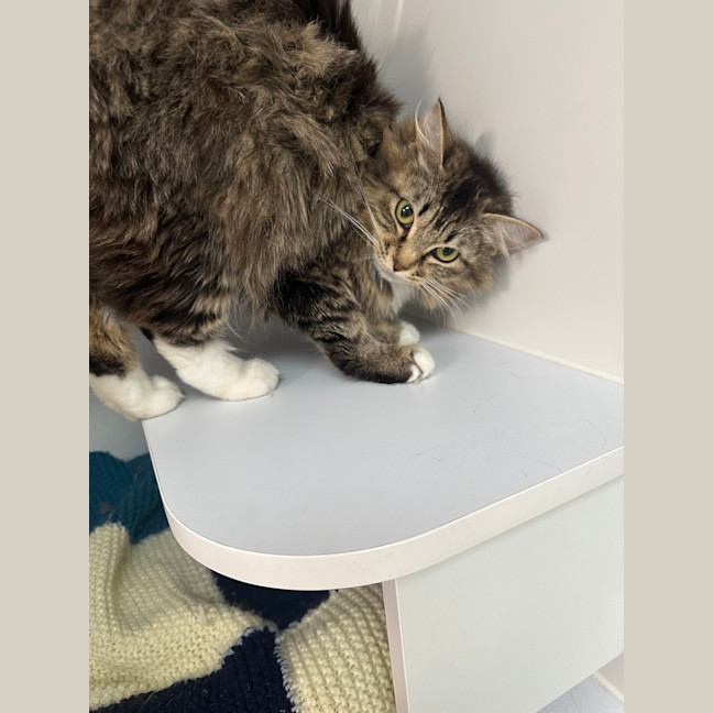 Photo of Cookie