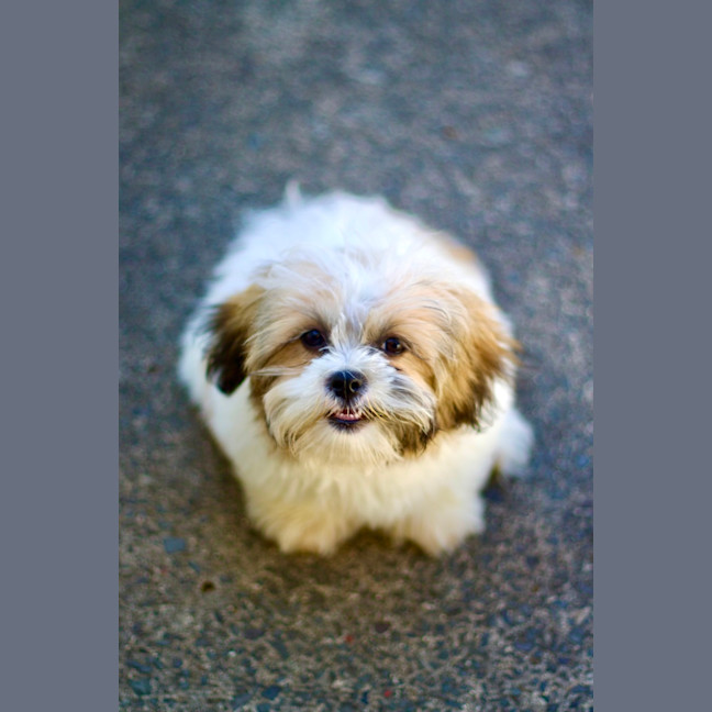 Photo of 🐶 Bailey 🐶