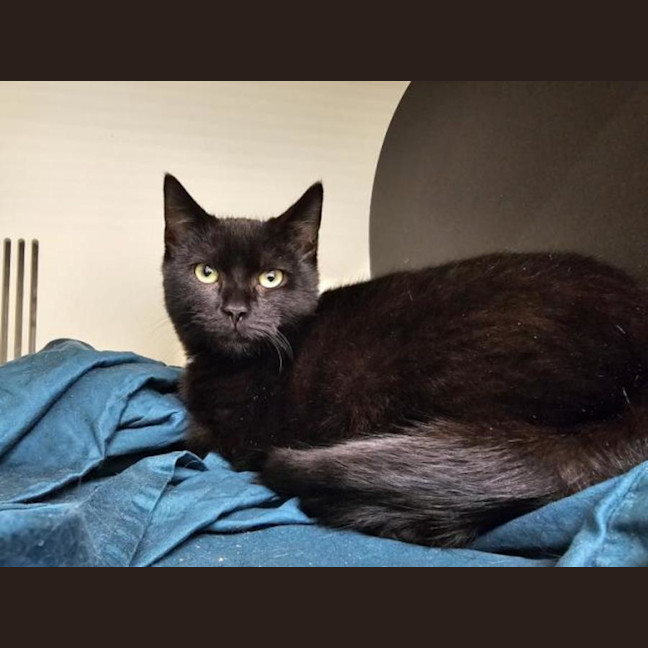 Photo of Zeb Imp 1009