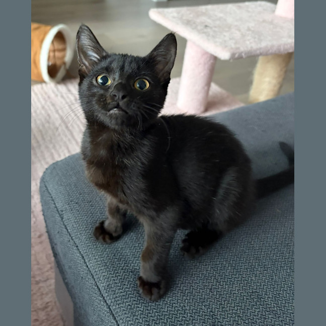 Photo of Zephyr