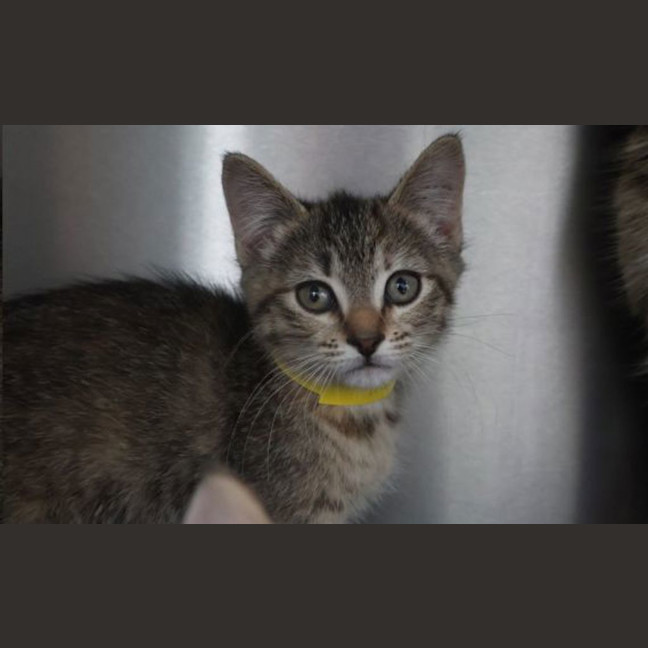 Photo of Peach