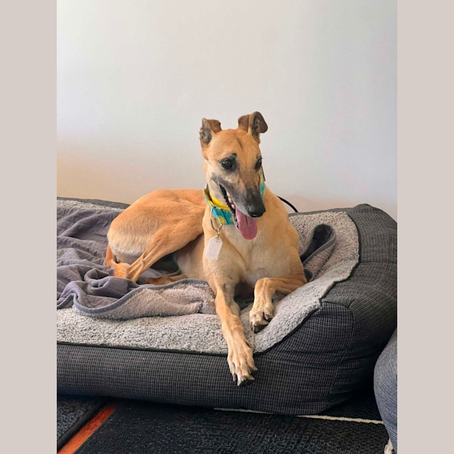 Photo of Sandy, The Greyhound