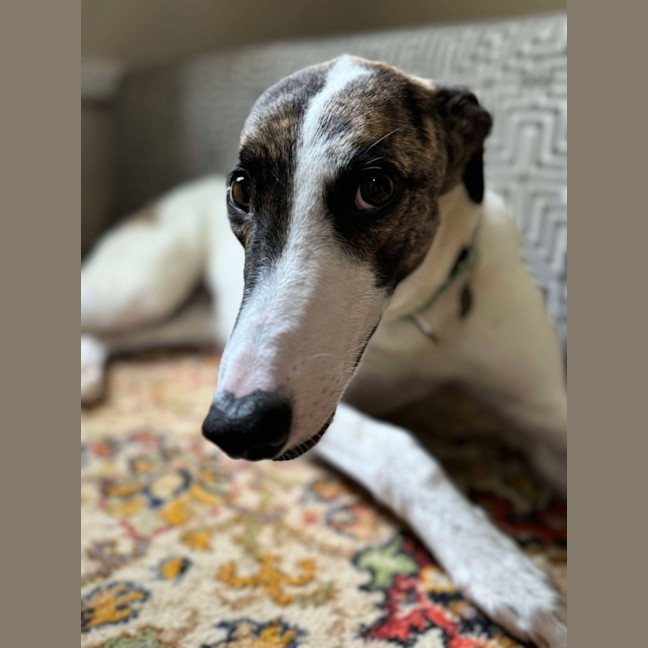 Photo of Lelani, The Greyhound