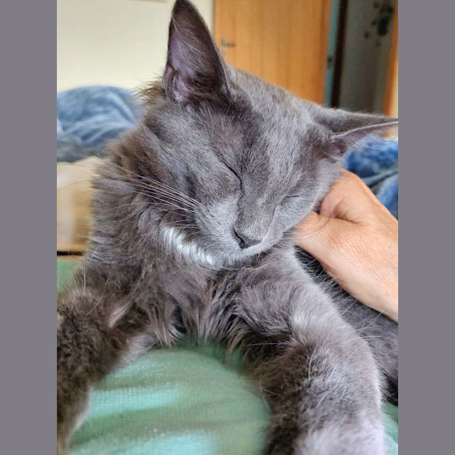 Photo of Hairy Styles