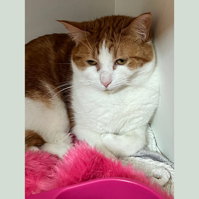 Photo of Daisy 