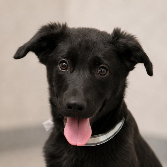 Photo of Remington