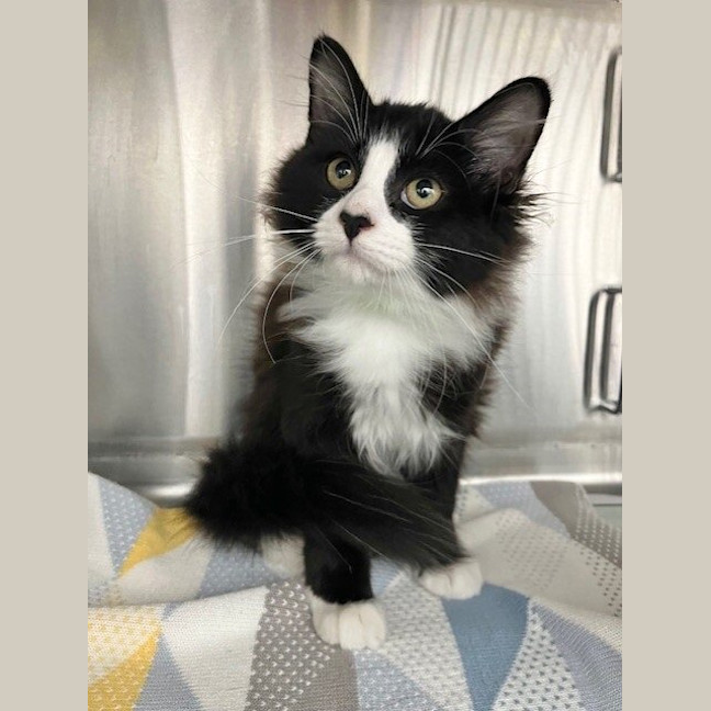 Photo of Sylvester