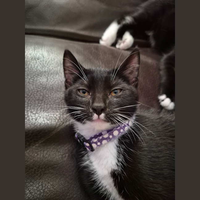 Photo of Oreo & Ivy  3 Month Old Domestic Short Hair 