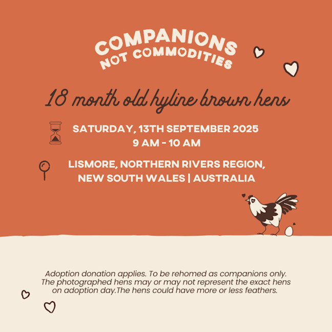 Photo of Rescue Hens   Lismore (Nsw)
