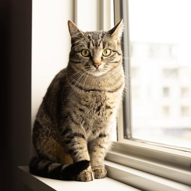 Photo of Marceline   In Foster Care In Preston
