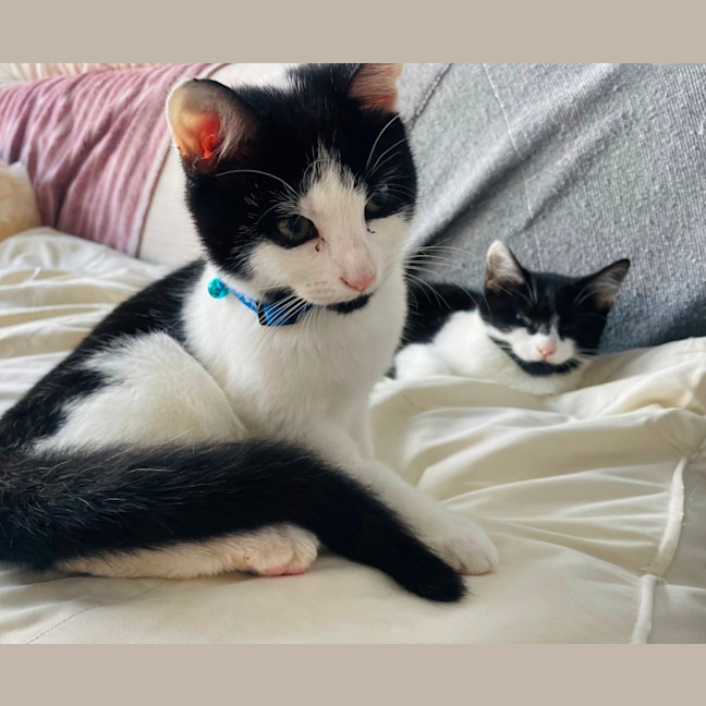 Photo of 🍪 Cookie 🍪 