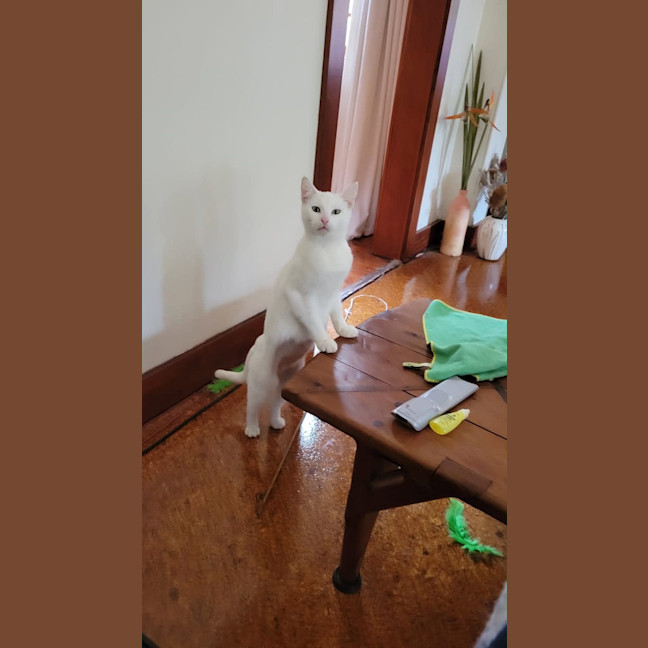 Photo of Skye