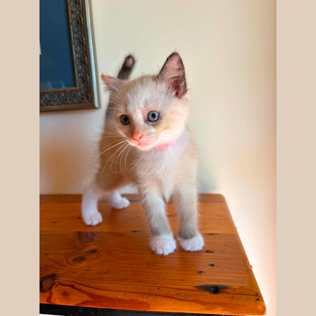 Photo of Patch