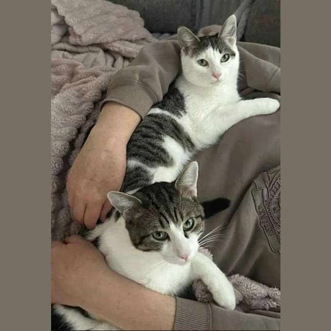 Photo of Perry & Parker 💙🌷