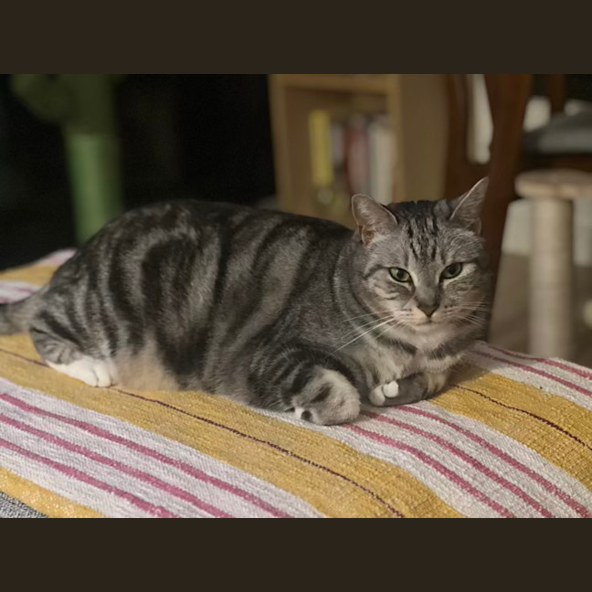Photo of Sadie