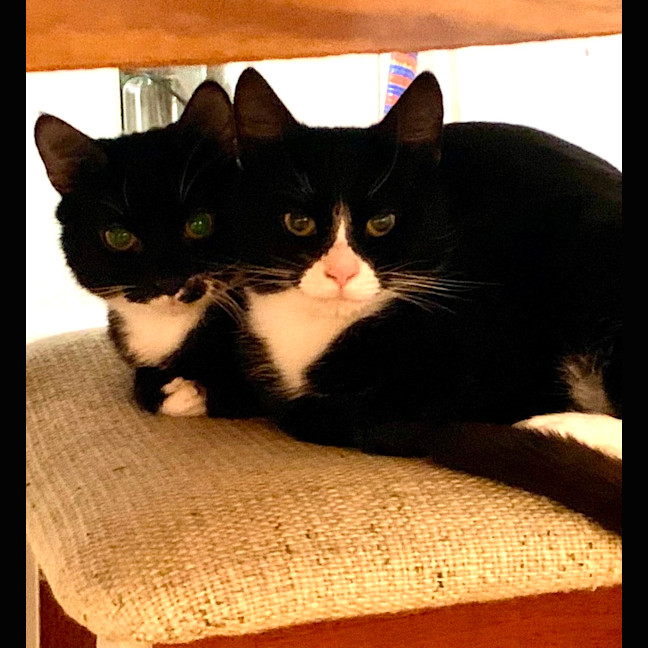 Photo of Oreo And Panda 