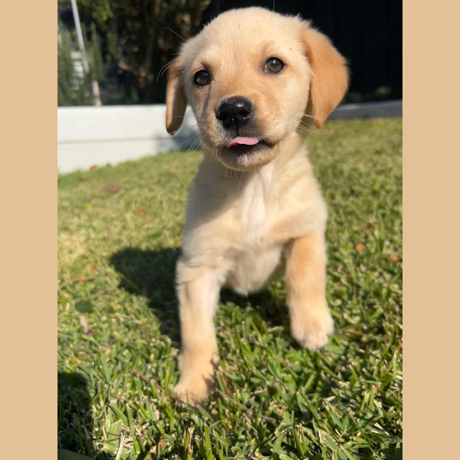 Photo of Maple Woods