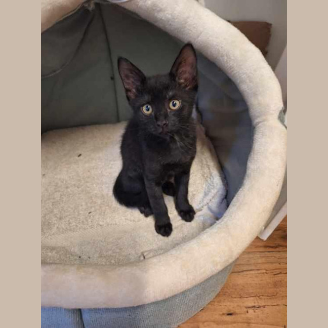 Photo of Sprocket