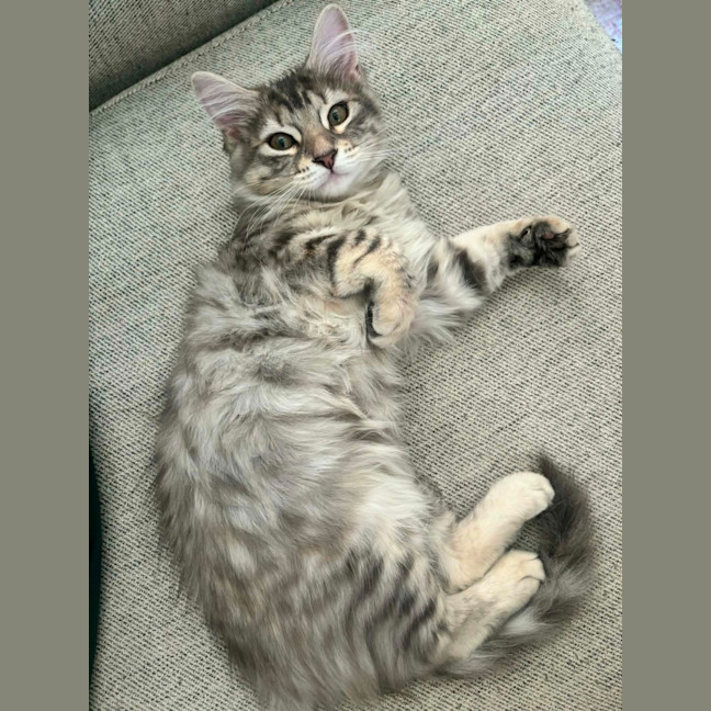 Photo of Petal   In Foster Care In Richmond