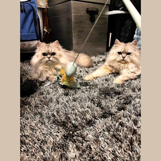 Photo of Symphony And Sayla