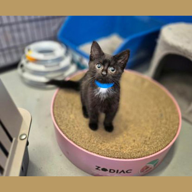 Photo of Bean