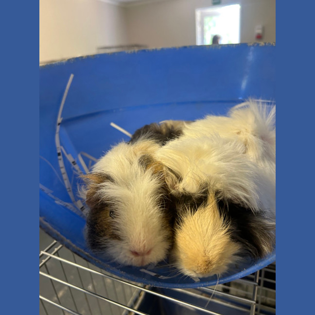 Photo of Piggy 