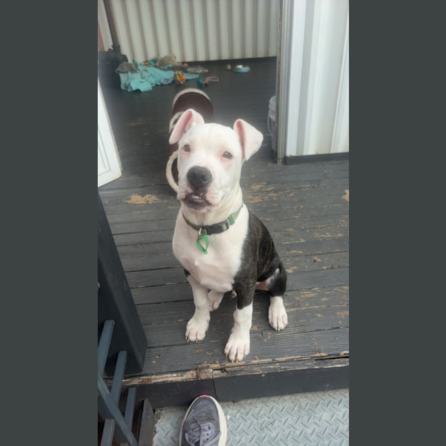 Photo of Romeo