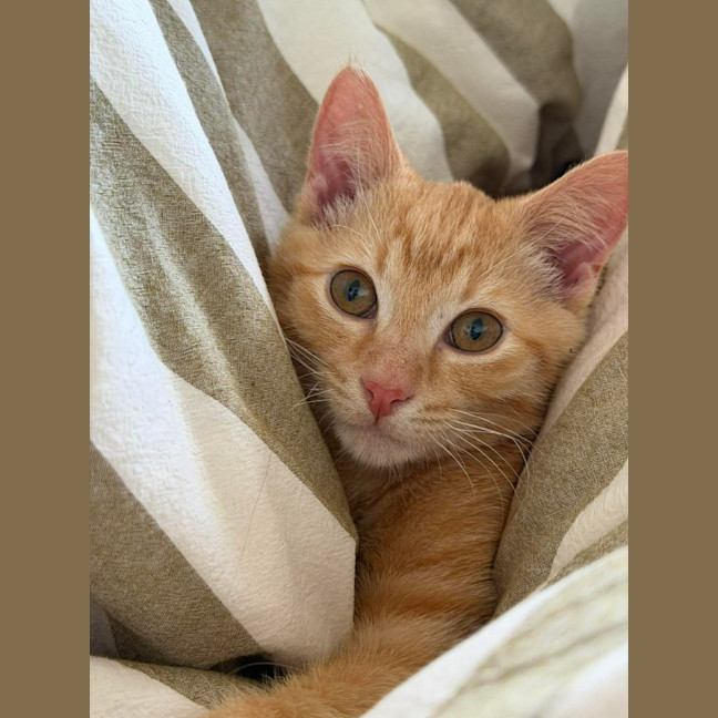 Photo of Captain Patrick