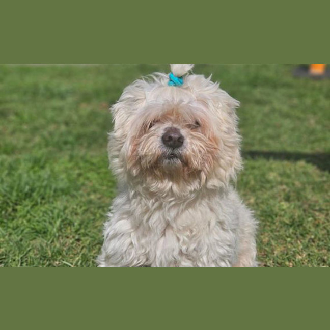 Photo of Banjo
