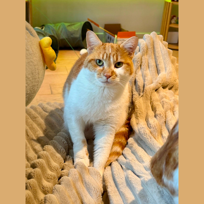 Photo of Peanut