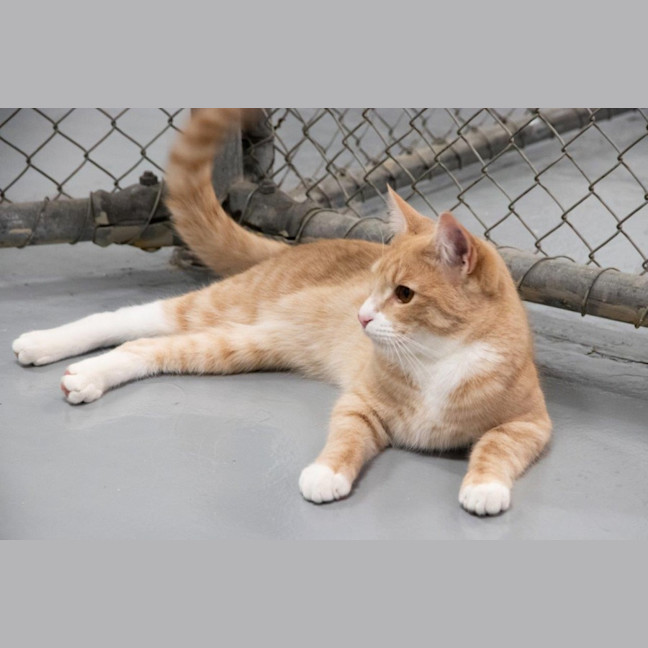 Photo of Luca Quinnell