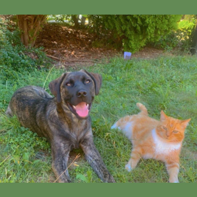 Photo of Whisky 🥃