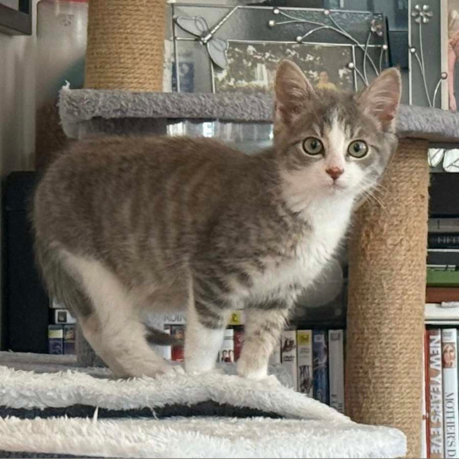 Photo of Mozart ** 2nd Chance Cat Rescue**