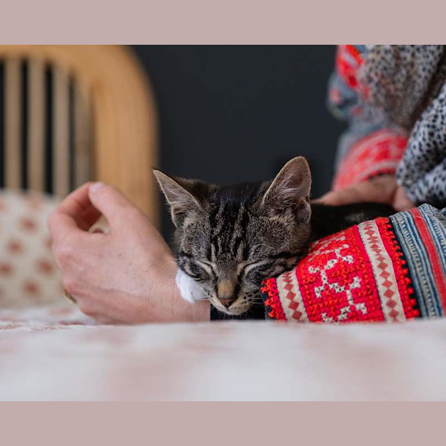 Photo of Maple